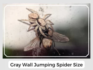 Gray Wall Jumping Spider Size