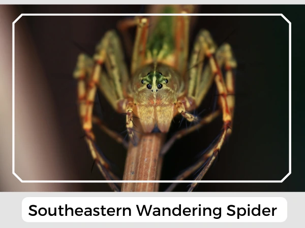 Southeastern Wandering Spider