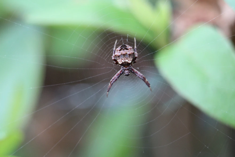 Star Bellied Orb Weaver Spider
