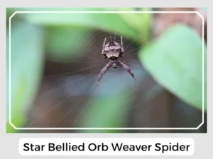 Star Bellied Orb Weaver Spider