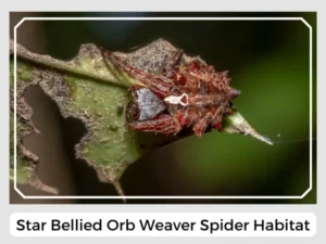 Star Bellied Orb Weaver Spider Habitat