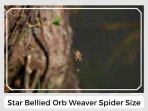 Star Bellied Orb Weaver Spider Size