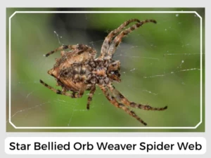 Star Bellied Orb Weaver Spider Web