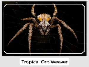 Tropical Orb Weaver