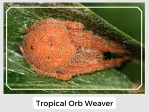 Tropical Orb Weaver Image