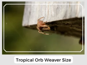 Tropical Orb Weaver Size