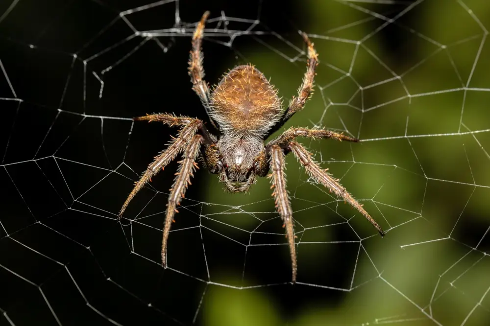 Tropical Orb Weaver Spider