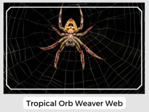 Tropical Orb Weaver Web