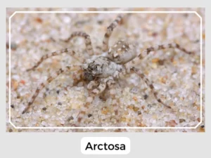 Arctosa Picture
