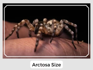 Arctosa Size