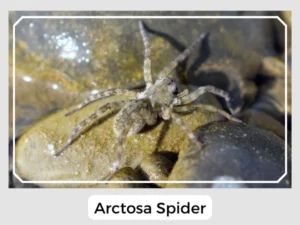 Arctosa Spider