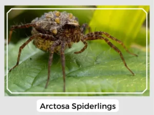Arctosa Spiderlings