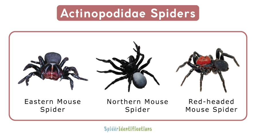 Actinopodidae Spiders
