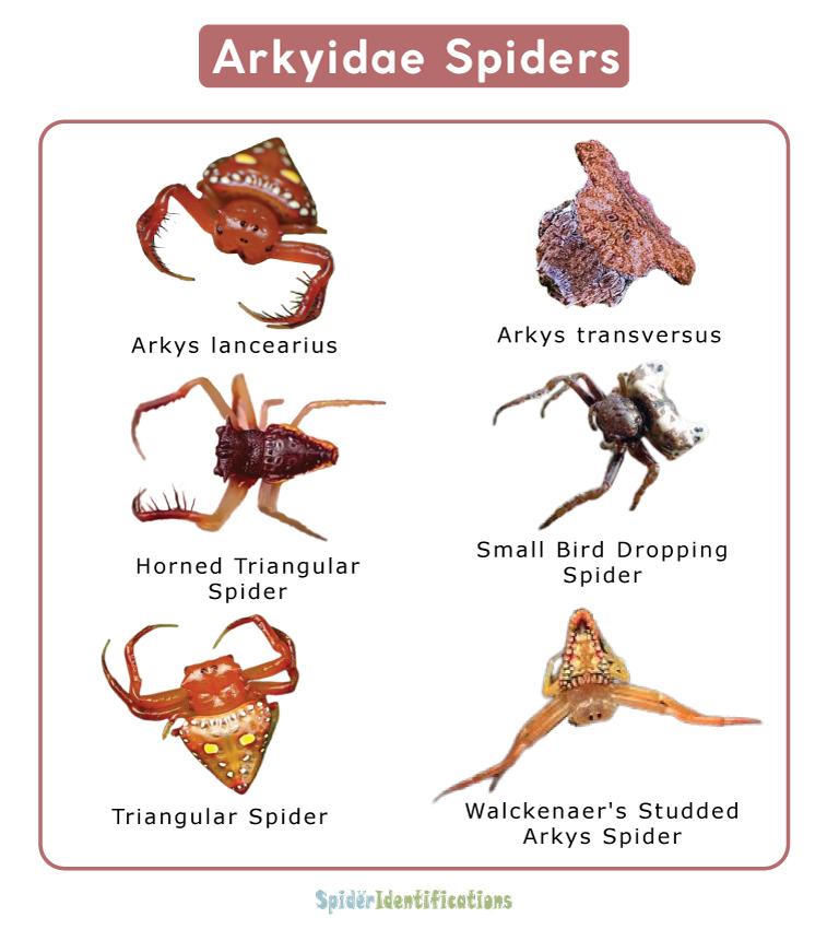Arkyidae Spiders