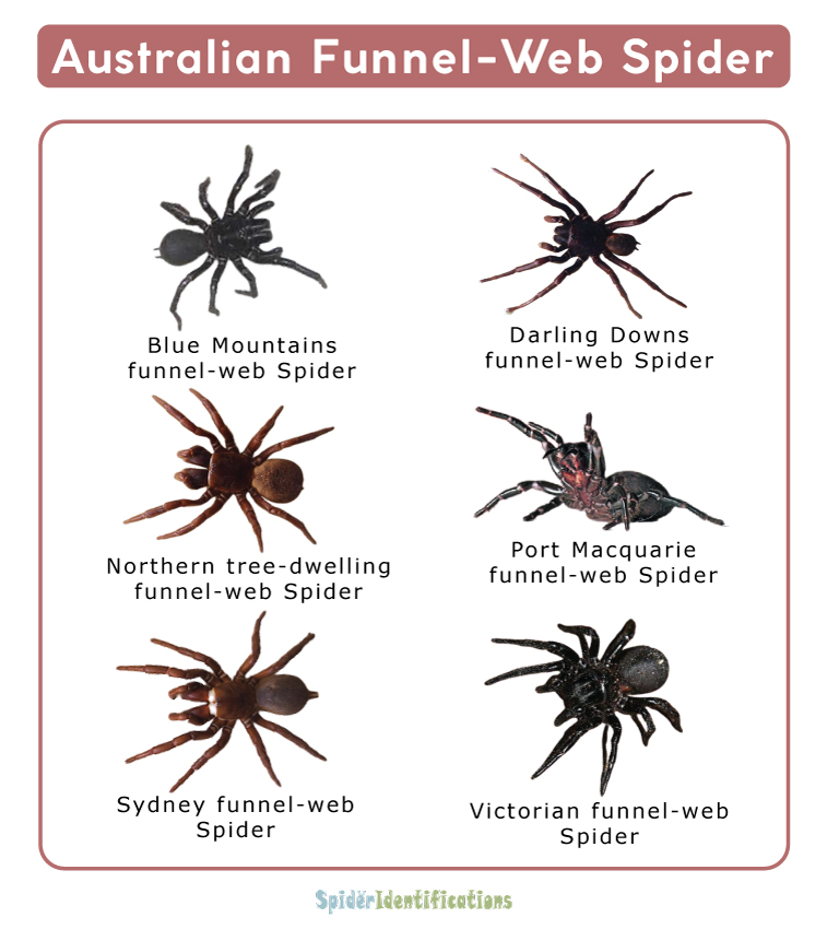 Australian Funnel-Web Spider