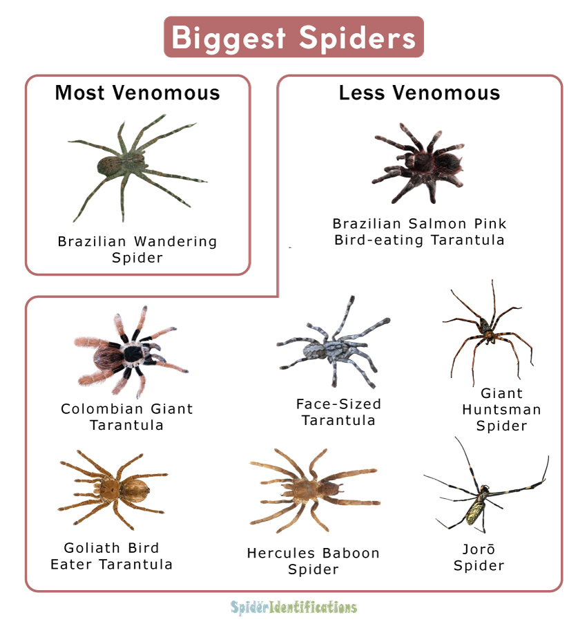 Biggest Spiders