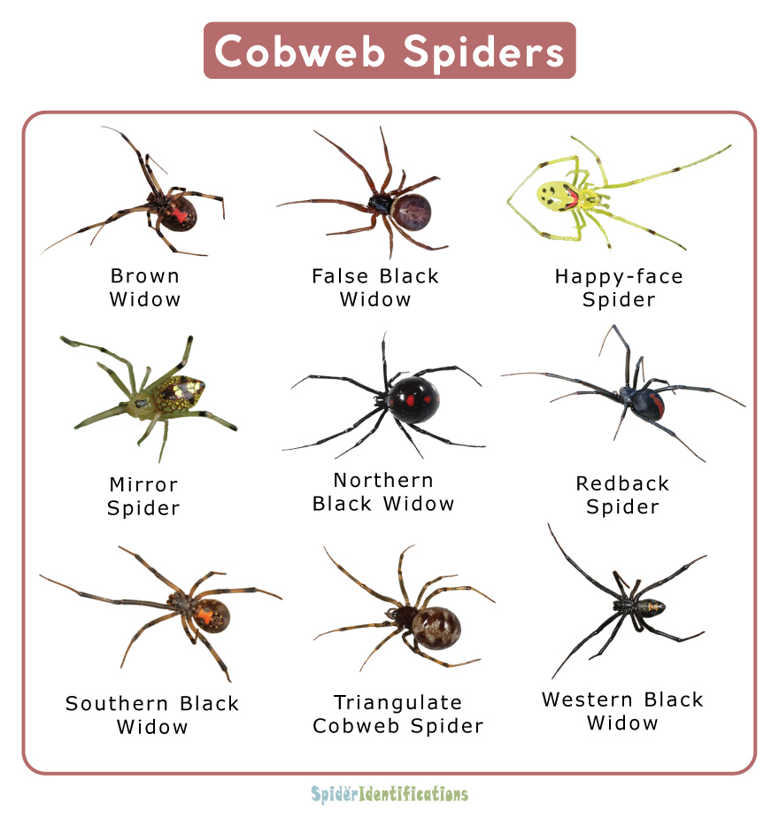 Cobweb Spiders