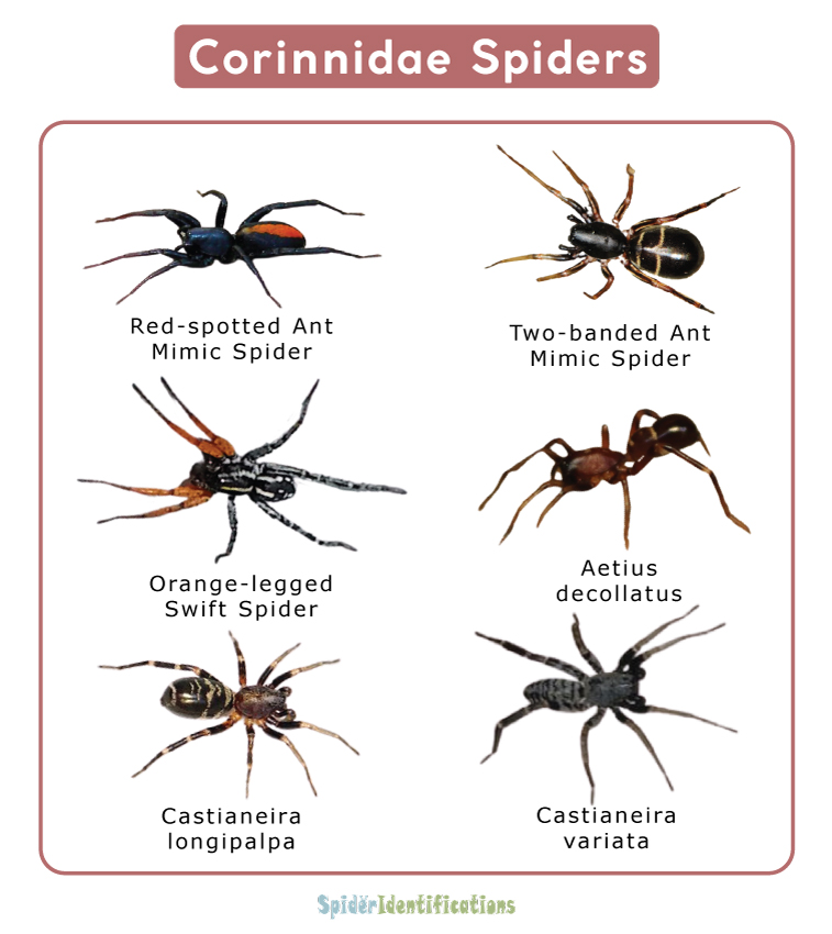 Corinnidae Spiders