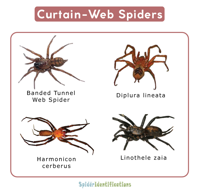 Curtain-Web Spiders