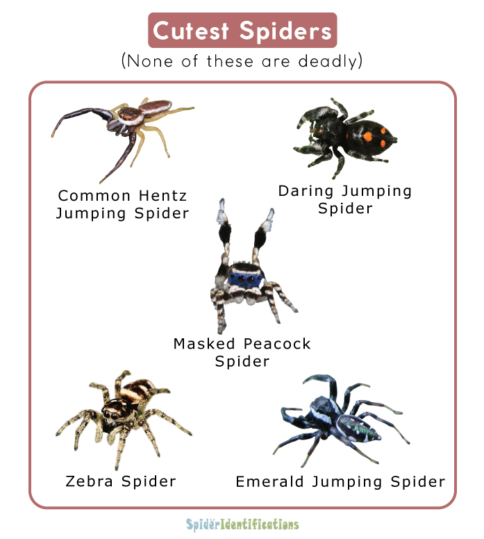 Cutest Spiders