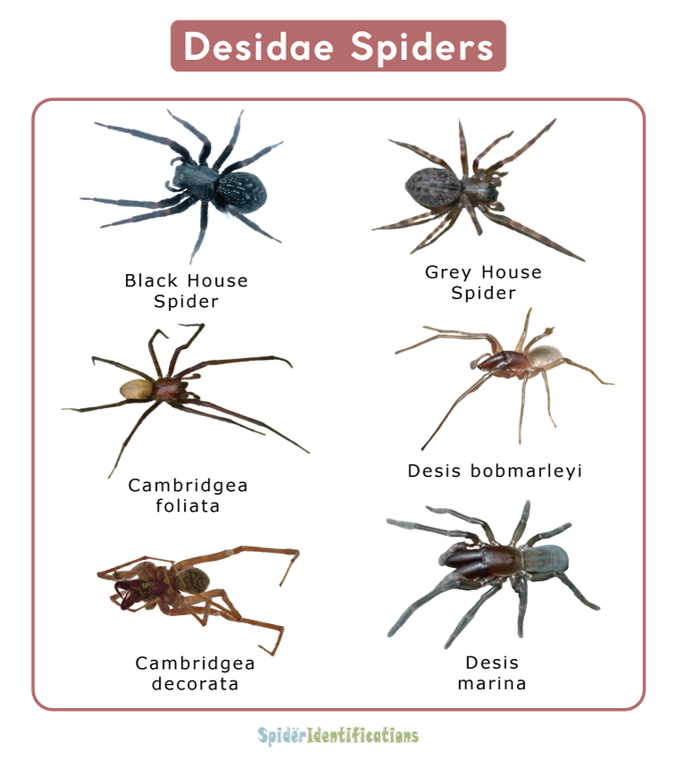 Desidae Spiders