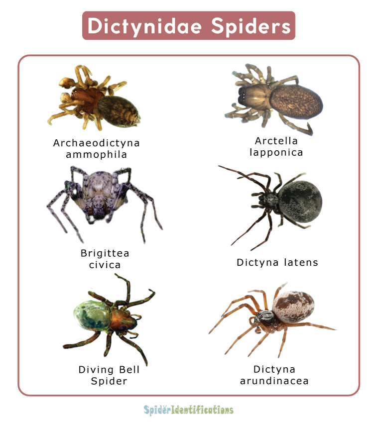 Dictynidae Spiders