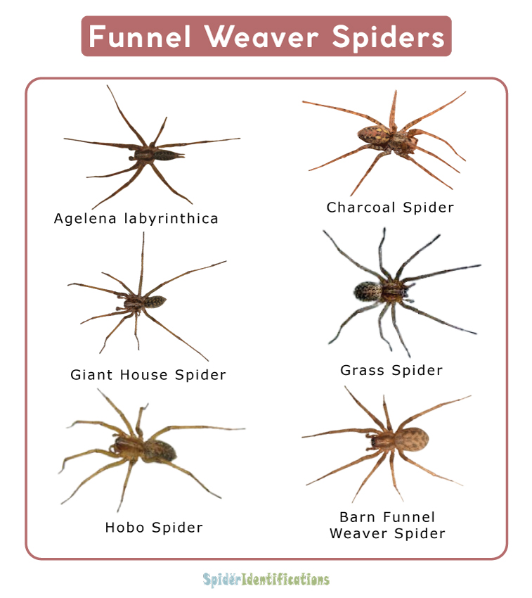 Funnel Weaver Spiders