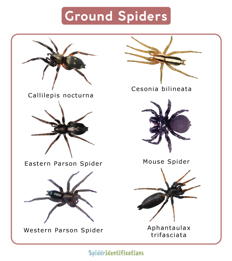 Ground Spiders