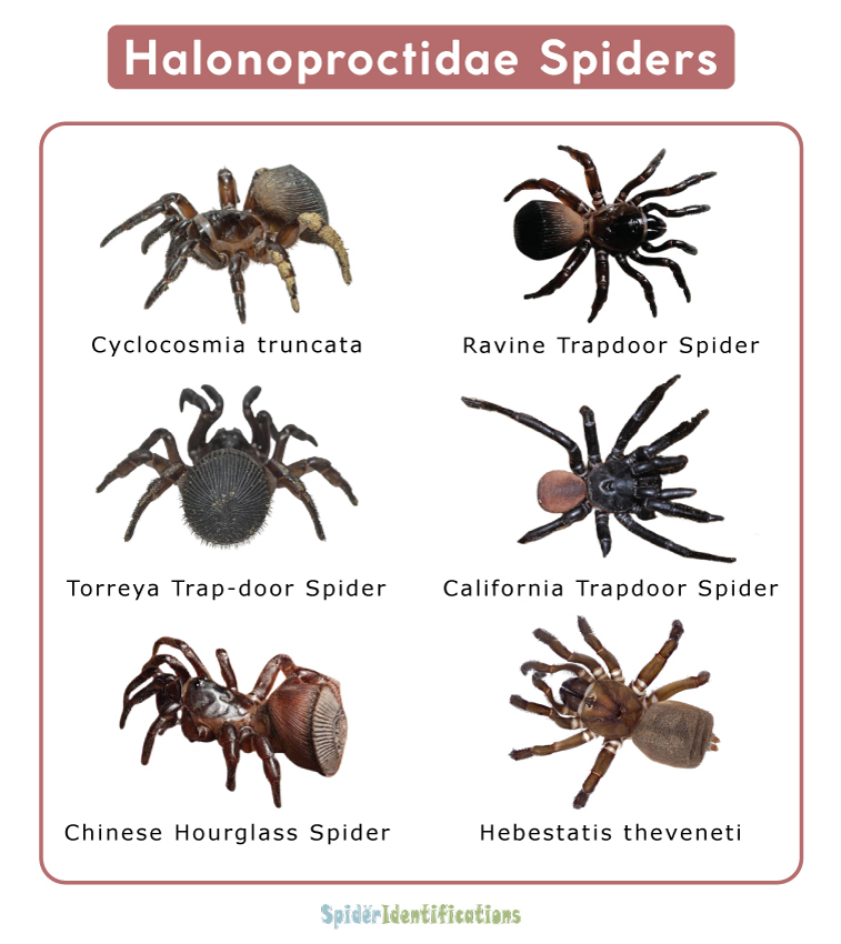 Halonoproctidae Spiders