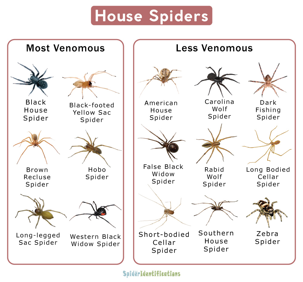 House Spiders