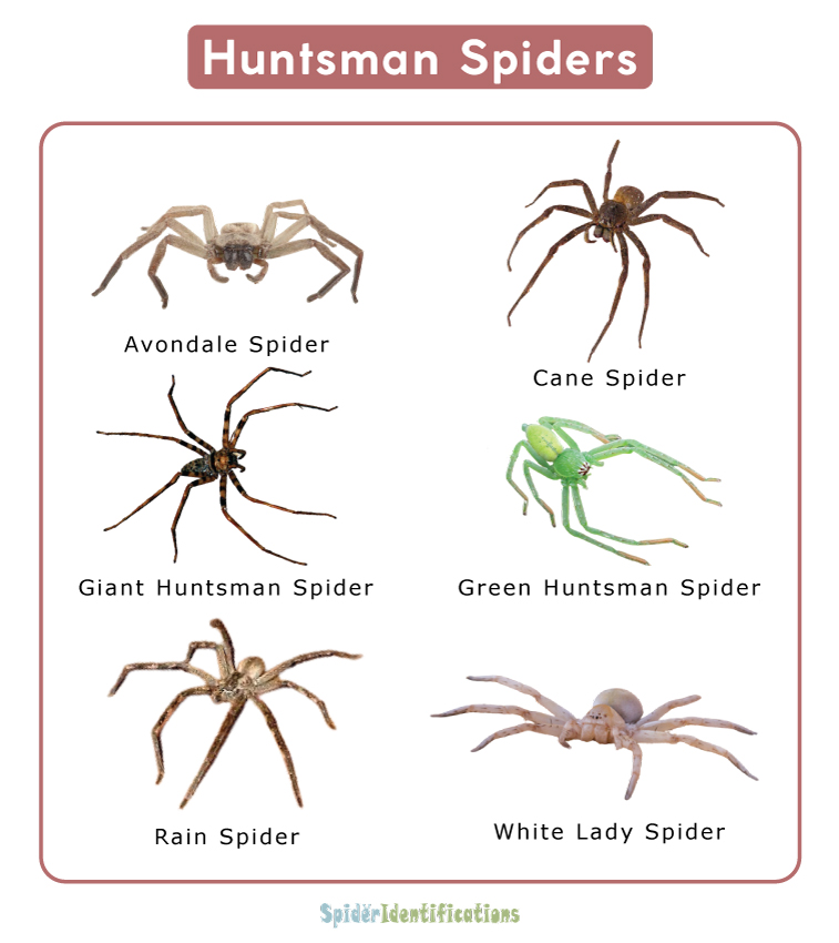 Huntsman Spiders