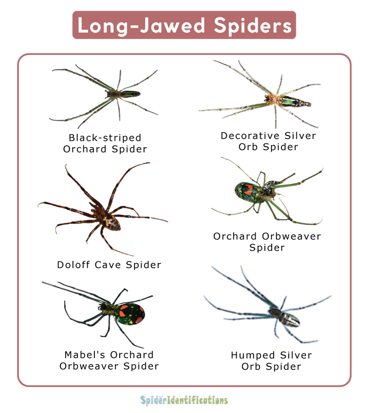 Long-Jawed Spiders