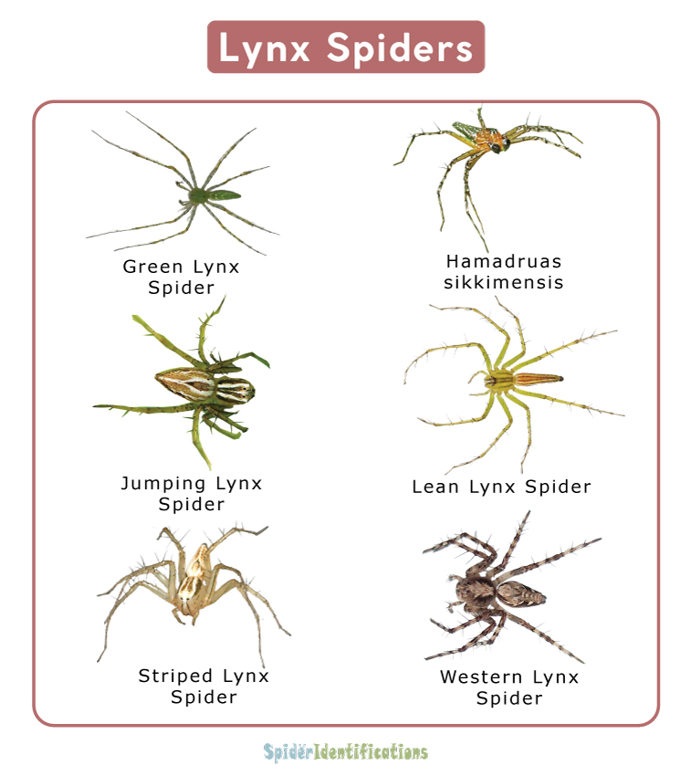 Lynx Spiders
