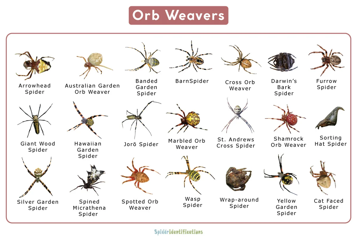 Orb weaver identification chart showing the rounded abdomen, banded legs and colour range of Araneidae spiders