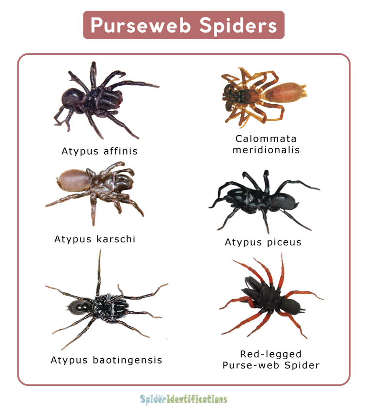 Purseweb Spiders