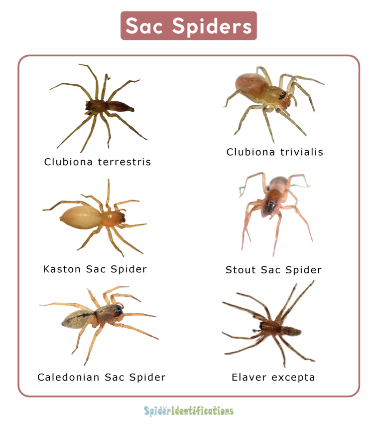 Sac Spiders