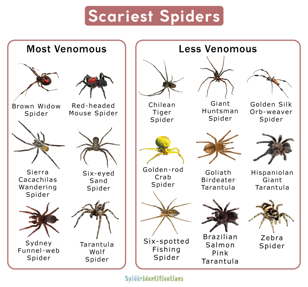 Scariest Spiders