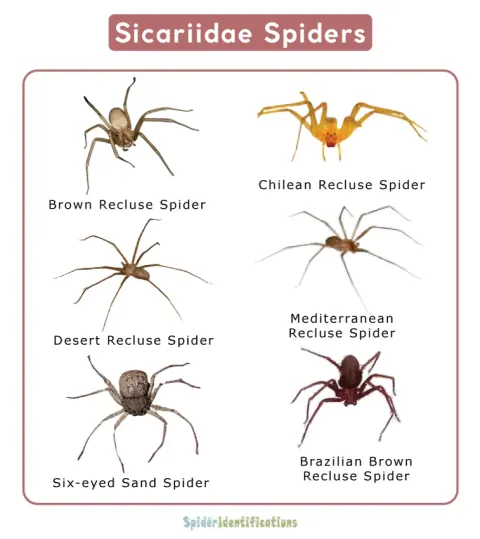 Sicariidae Spiders family