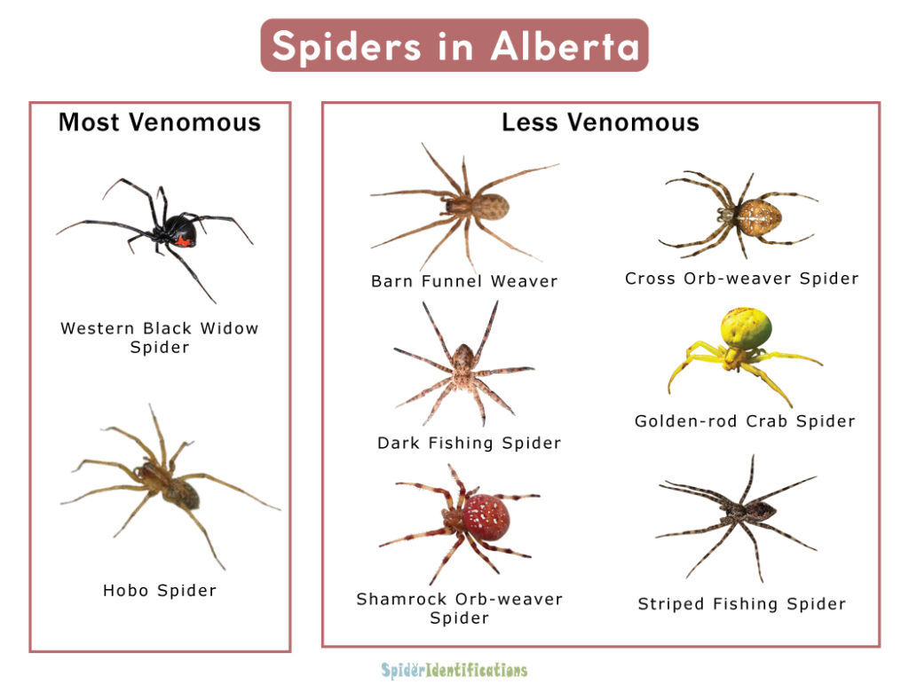 Spiders in Alberta