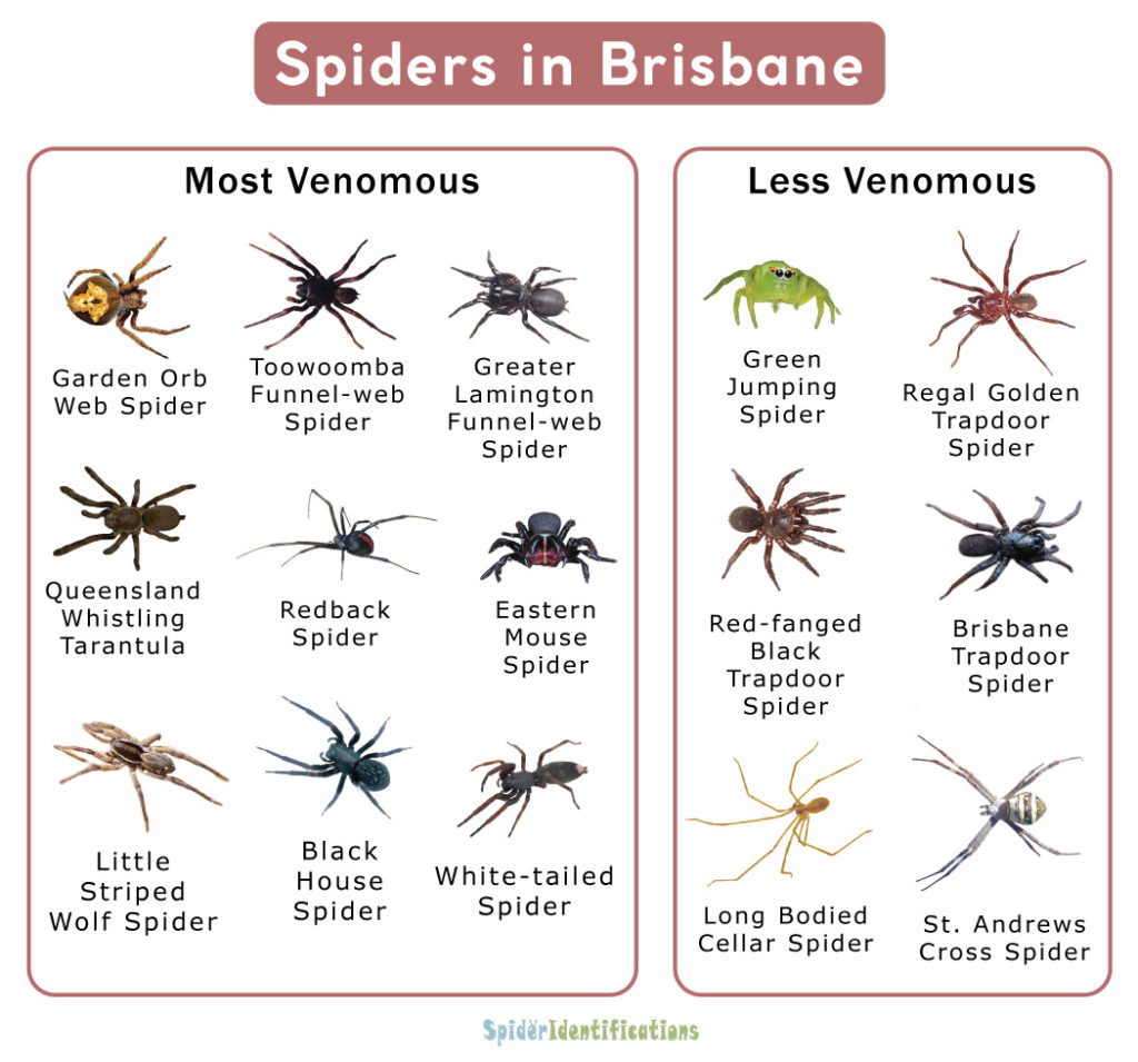 Spiders in Brisbane