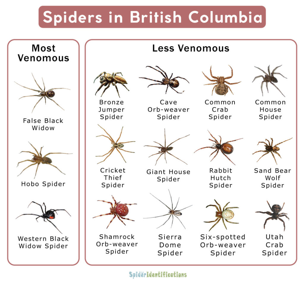 Spiders in British Columbia