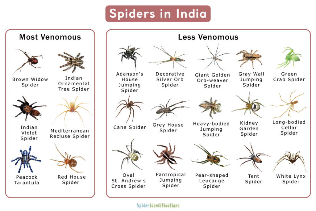 Spiders in India