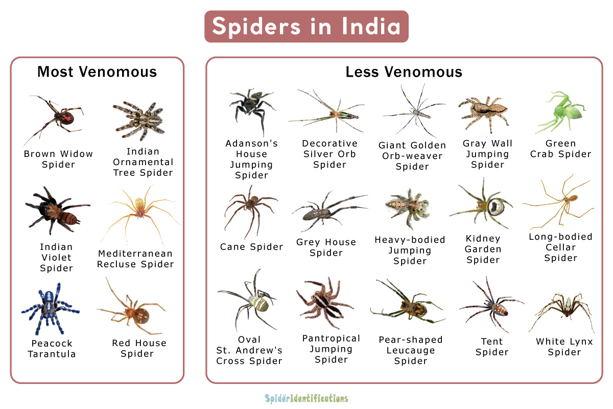 Types Of Spiders In India List With