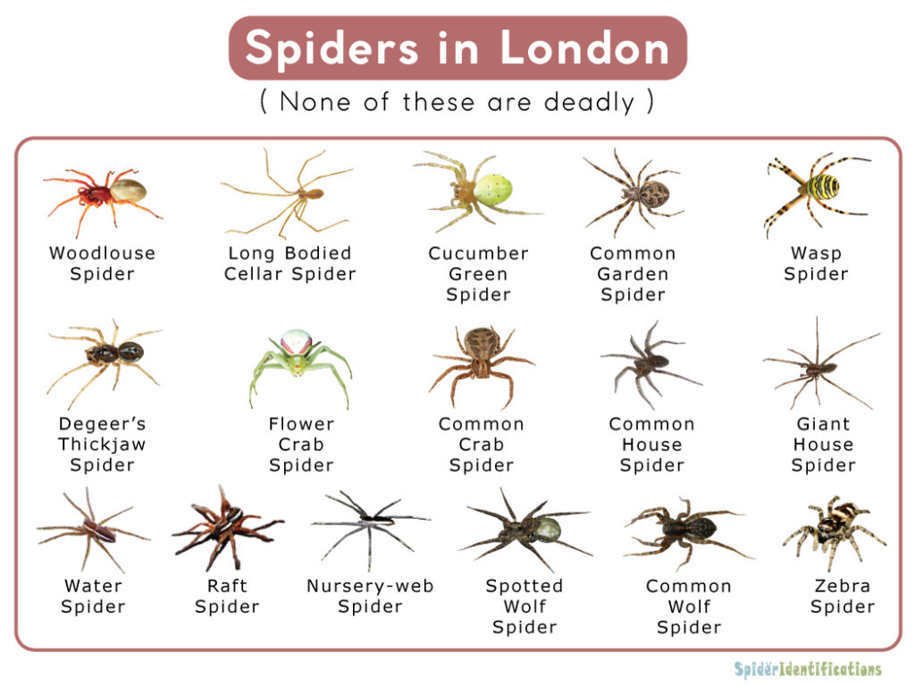 Spiders in London