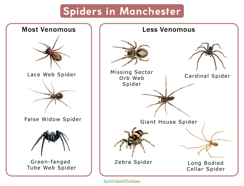 Spiders in Manchester