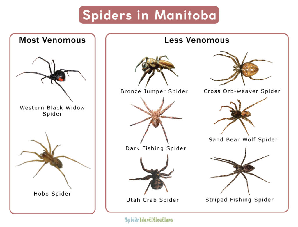 Spiders in Manitoba