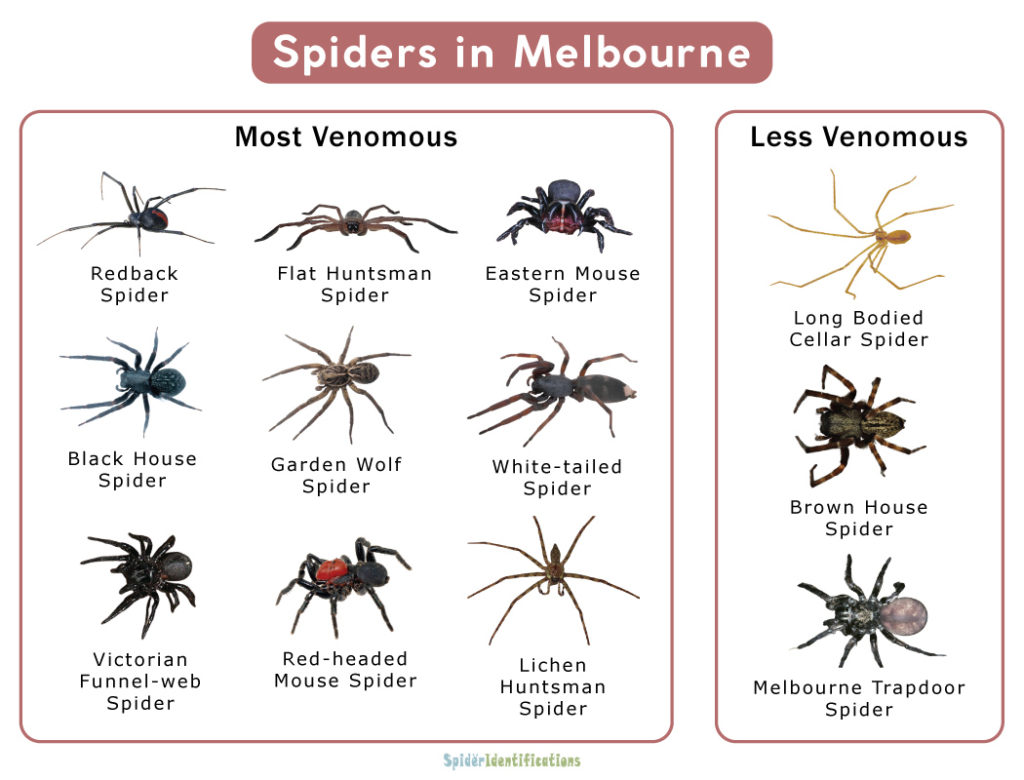 Spiders in Melbourne