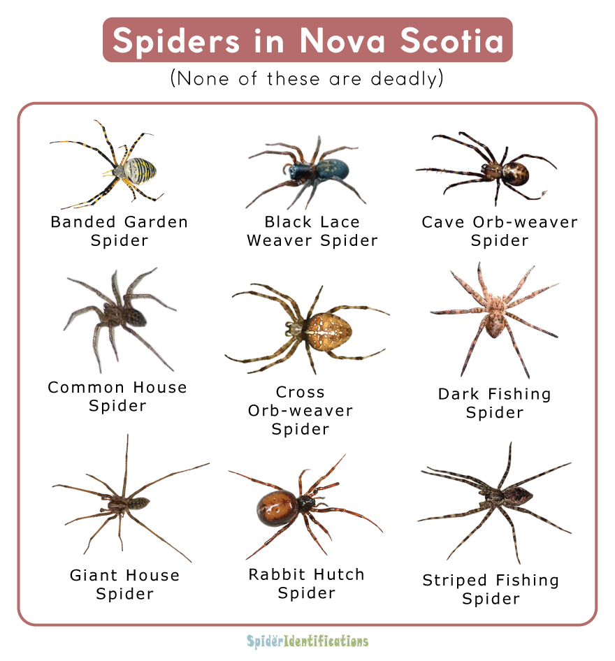 Spiders in Nova Scotia
