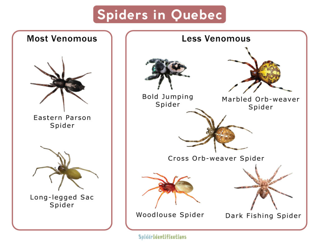 Spiders in Quebec