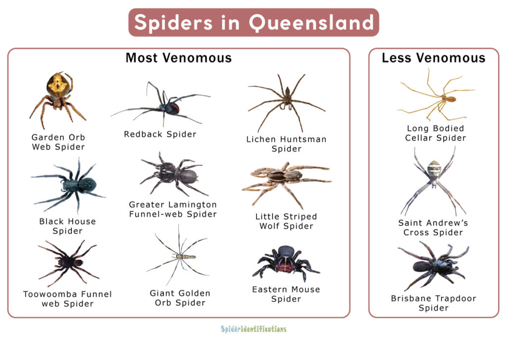 Spiders in Queensland